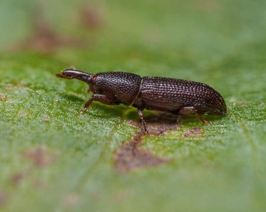 Wood boring weevil close up image