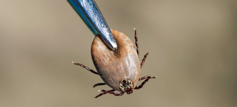 removing tick with a pair of tweezers