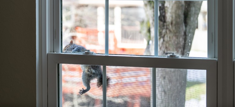 squirrel trying to get inside through a window