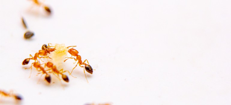 sugar ants prevention
