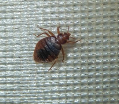 bed bug on a mattress