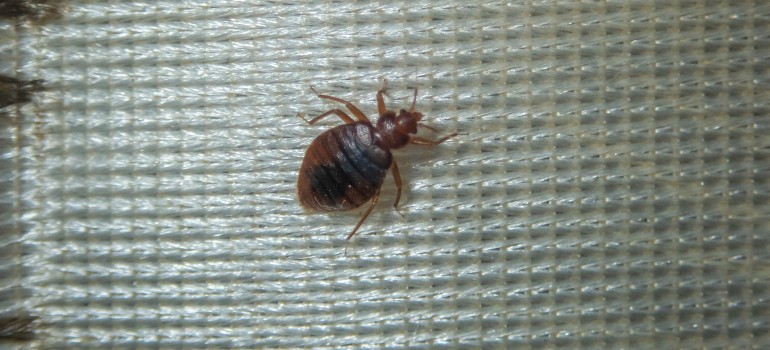 bed bug on a mattress