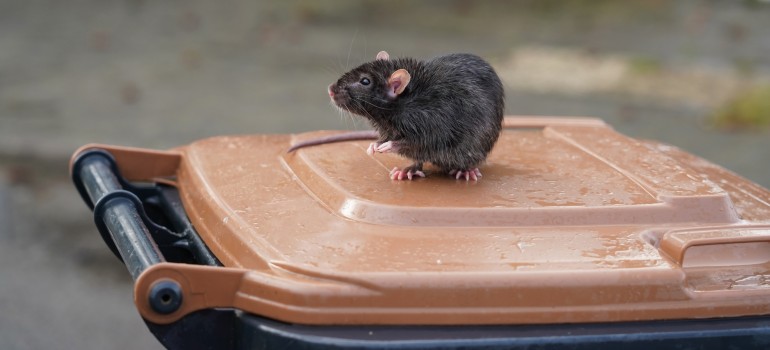 rat on a garbage bin