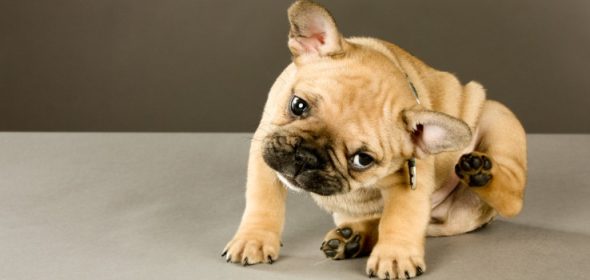 scratching dog