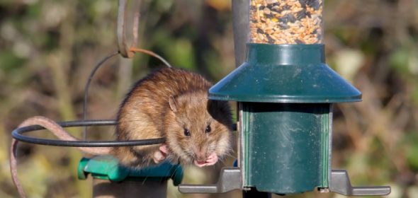 rat on a bird feeder