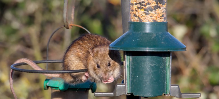 rat on a bird feeder