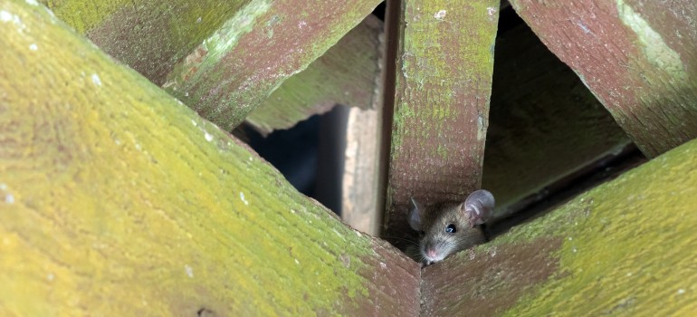 How to get rid of mice in your loft or attic - PestFreeMike