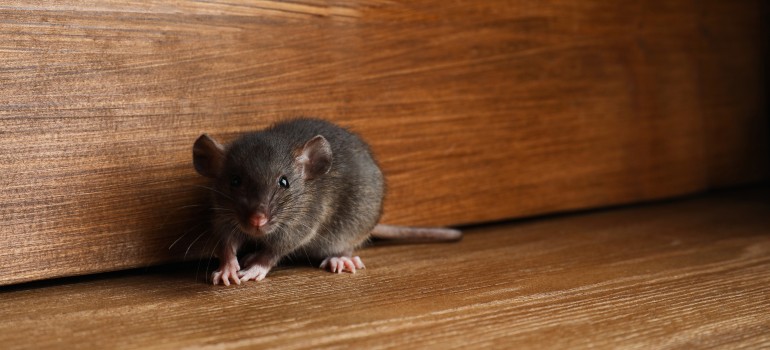 How to Keep Mice Out of Your Garage: 10+ Expert Tips