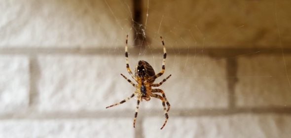 spider season in the UK