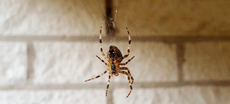 spider season in the UK