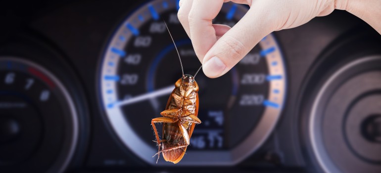 cockroach in a car