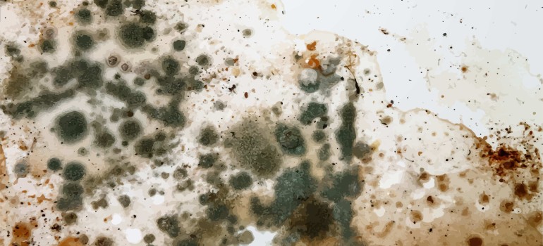 mould bugs