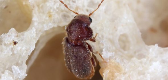 get rid of drugstore biscuit beetle