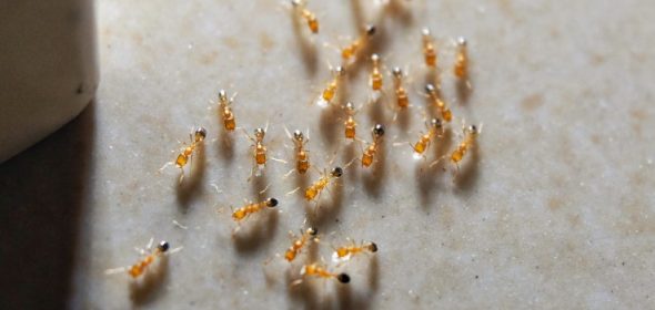 pharaoh ants infestation