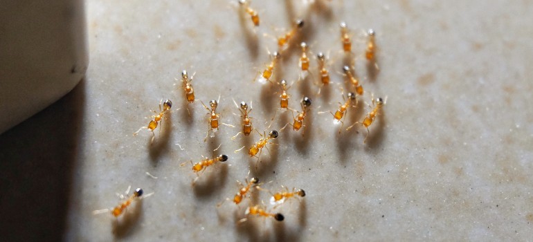 pharaoh ants infestation