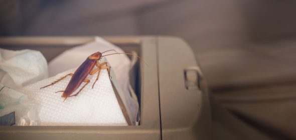 pests in a car