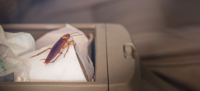 pests in a car