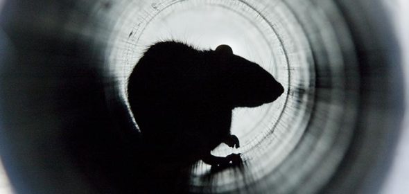 Who Is Responsible for Rats in Drains?