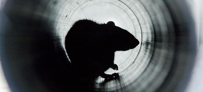 Who Is Responsible for Rats in Drains?