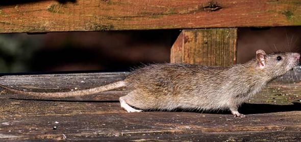 Rats like to live under decking