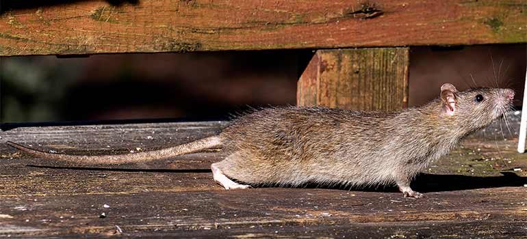 Rats like to live under decking