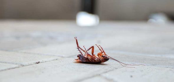 Cockroaches in the UK are most active in the summer