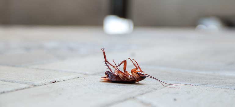 Cockroaches in the UK are most active in the summer