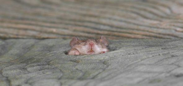 Some feces can be mistaken for mouse droppings