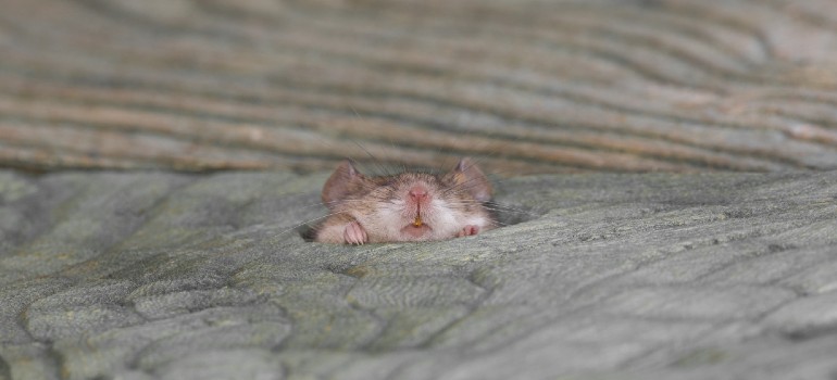 Some feces can be mistaken for mouse droppings