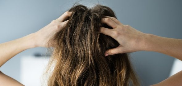Is it possible that bed bugs are living in my hair?