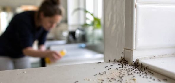 Illustration representing do ants carry disease