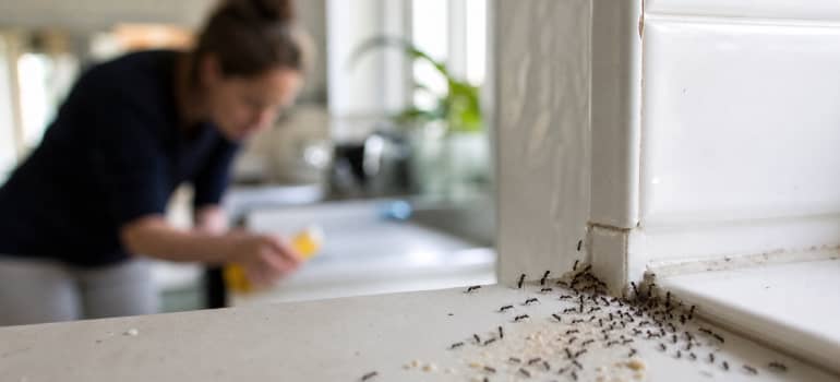Illustration representing do ants carry disease
