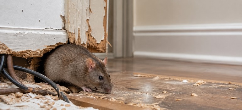 Rats Can Chew Through Many Materials