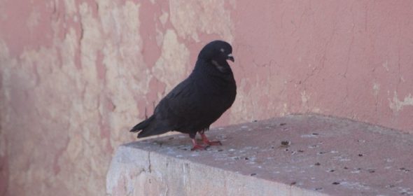 Image of a pigeon, who can possibly carry diseases