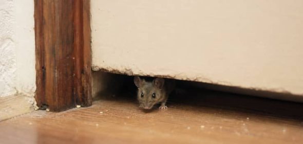 Illustration representing what time of year do mice come inside