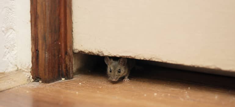 Illustration representing what time of year do mice come inside