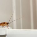 How To Avoid Cockroaches When Moving