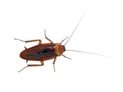 <h3>The American cockroach (Periplaneta americana)</h3> <h3>The American cockroach (Periplaneta americana)</h3>