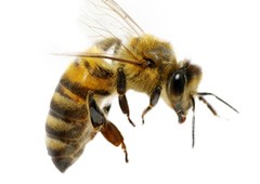 <h3>Honey bee (Genus Apis)</h3>