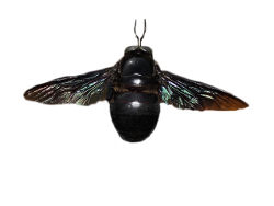 <h3>Carpenter bees (Genus Xylocopa)</h3>