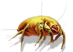 <h2>Dust Mites</h2> <h2>Dust Mites</h2>
