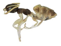 <h3>Ghost ant</h3> <h3>Ghost ant</h3>