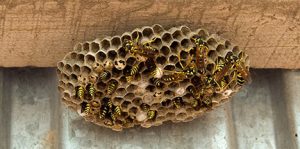 Local wasp nest removal