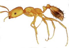 <h3>Pharaoh’s ant</h3> <h3>Pharaoh’s ant</h3>