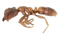 <h3>Roger's ant</h3> <h3>Roger's ant</h3>