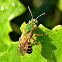 <h3>Sweat Bees (Family Halictidae)</h3>