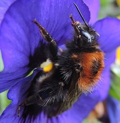 <h3>Tree Bumblebees (Bombus hypnorum)</h3>