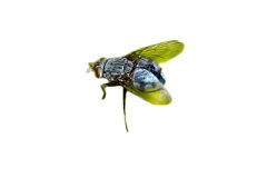 <h3>Bluebottle Fly (Calliphora vomitoria)</h3> <h3>Bluebottle Fly (Calliphora vomitoria)</h3>