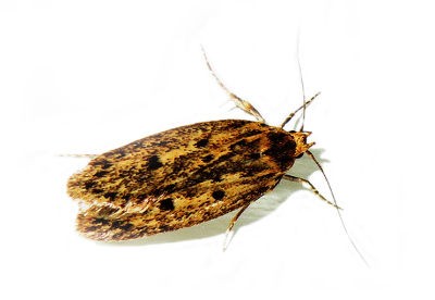 <h3>Brown House Moth (Hofmannophila pseudospretella)</h3> <h3>Brown House Moth (Hofmannophila pseudospretella)</h3>