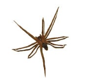 <h3>Brown Recluse Spider (Loxosceles reclusa)</h3> <h3>Brown Recluse Spider (Loxosceles reclusa)</h3>